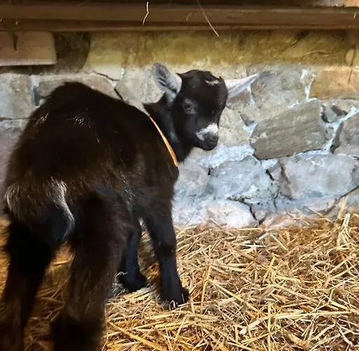 Appartement Le Perchoir De Charme Dans Chateau -spa- Brix